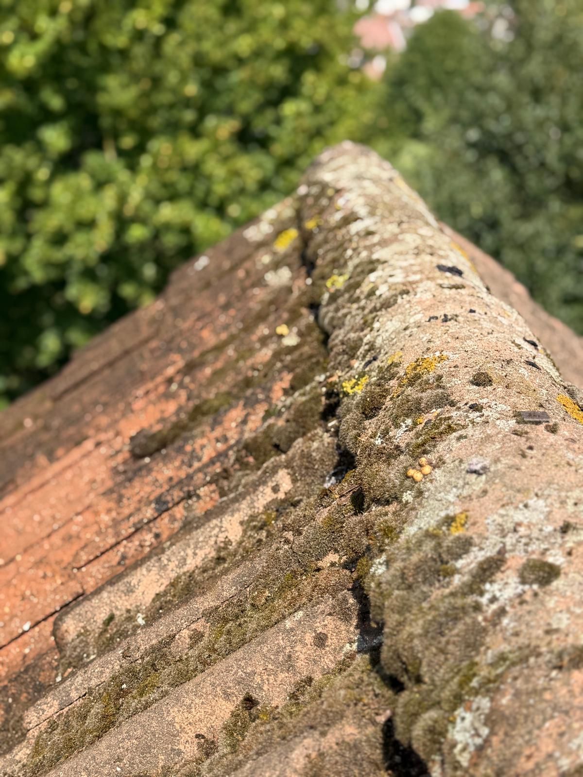 Mousse et lichens sur un faîtage en tuiles