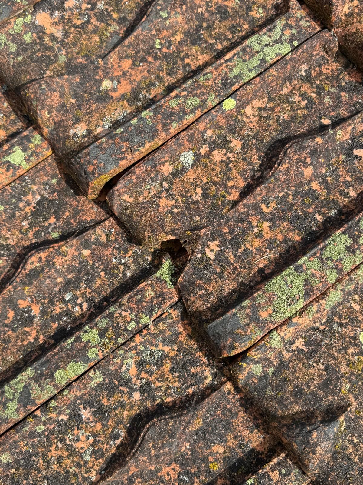 Tuiles couvertes de mousse et de lichens